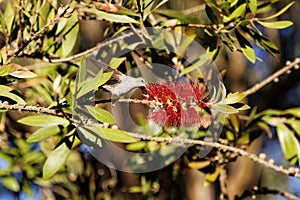 Hummingbird and Flowers