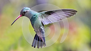 Hummingbird on the fly 16