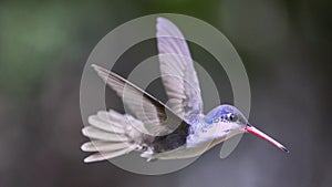 Hummingbird on the fly 18