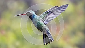 Hummingbird on the fly 21