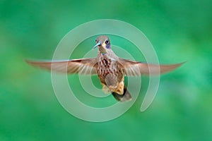 Hummingbird fly. Brown Violet-ear, Colibri delphinae, bird flying next to green tropic forest, animal in the nature habitat,