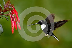 Hummingbird in fly. Flying bird from nature. Collared Inca, Coeligena torquata, dark green black and white hummingbird flying next photo