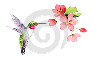 Hummingbird flying around Flowers Watercolor