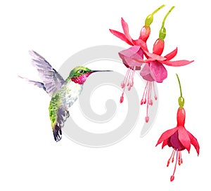 Hummingbird flying around Flowers Watercolor Bird Illustration Hand Drawn