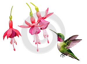 Hummingbird flying around Fuchsia Flowers Watercolor Bird Illustration Hand Drawn