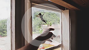 Hummingbird Flying Desperate, Hopeless to be on Lockdown