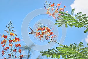 Hummingbird flying and drinking from blooming flowers on blue sky, Guatemala