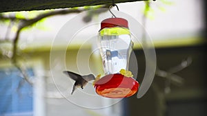 hummingbird flying and drinking nectar from a garden hummingbird feeder