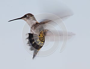 Hummingbird flying