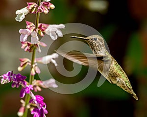 Hummingbird Flying With Flowers