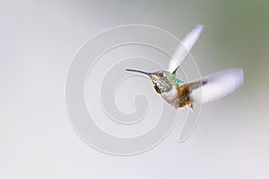 Hummingbird flying