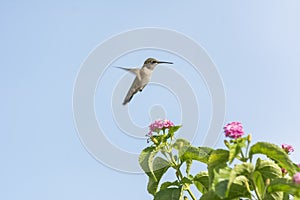 Hummingbird Flying Near Lantana Flowers