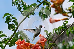 Hummingbird flying near some flowers with red petals on a partly cloudy sky photo