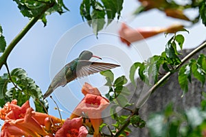 Hummingbird flying near some flowers with red petals on a partly cloudy sky photo