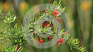 Hummingbird flying for nectar in Phoenix