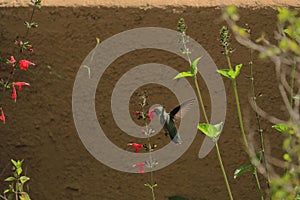 Hummingbird flying for nectar in Phoenix, back view.