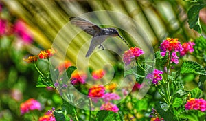 Hummingbird flying over a bunch of pink and yellow flowers