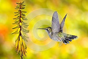 Hummingbird Flying over Yellow Background