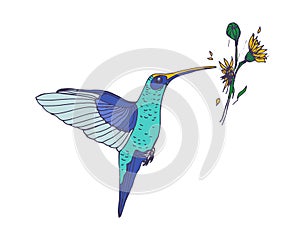 Hummingbird flying and pecking flower nectar with beak. Small exotic humming bird. Realistic drawing of tropical Hawaii