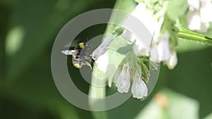 Hummingbird flying and pollinating white flowers