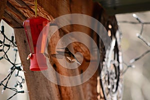 Hummingbird Flying to Feeder