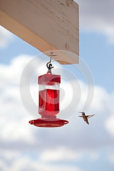 Hummingbird flying to feeding trough