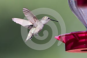 Hummingbird flying towards nectar feeder photo