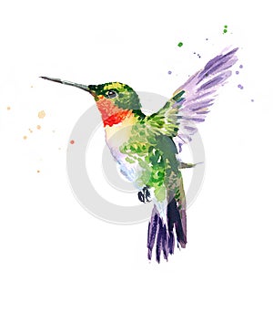 Hummingbird flying Watercolor Bird Illustration Hand Drawn