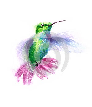 Hummingbird flying Watercolor Bird Illustration Hand Drawn