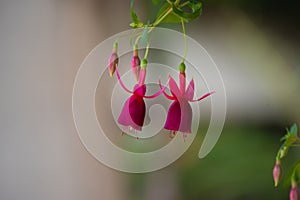 , hummingbird fuchsia or hardy fuchsia, bloom green red