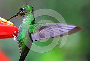 Hummingbird in a Garden