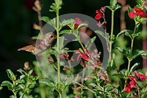 Hummingbird in a garden.