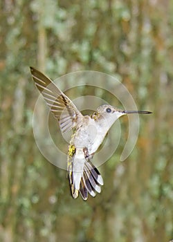 Hummingbird in the Garden