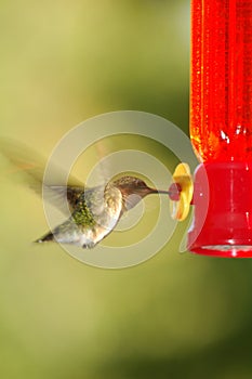 Hummingbird getting food from feeder