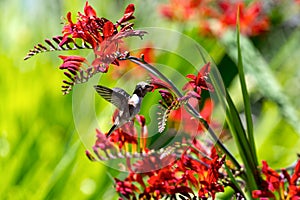 Hummingbird Getting Nectar from Flower