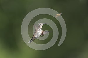 Hummingbird giving way for a wasp