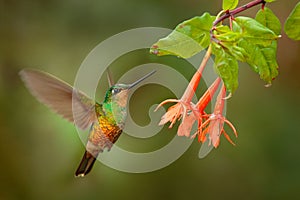 Hummingbird Golden-bellied Starfrontlet, Coeligena bonapartei, with long golden tail, beautiful action flight scene with open