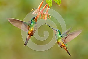 Hummingbird Golden-bellied Starfrontlet, Coeligena bonapartei, with long golden tail, beautiful action flight scene with open
