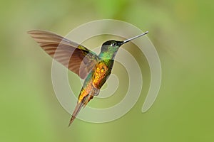 Hummingbird Golden-bellied Starfrontlet, Coeligena bonapartei, with long golden tail, beautiful action fly scene with open wings, photo