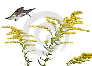 Hummingbird and a goldenrod
