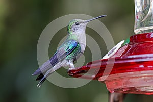 hummingbird with Gray and green feathers eady to eat