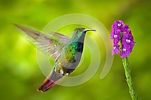 Hummingbird Green-breasted Mango in the fly with light green background and pink flower, Panama