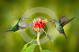 Hummingbird Green-crowned Brilliant, Heliodoxa jacula, green bird from Costa Rica flying next to beautiful red flower with clear b