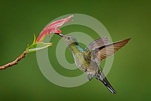 Hummingbird Green-crowned Brilliant, Heliodoxa jacula, green bird from Costa Rica flying next to beautiful red flower with clear