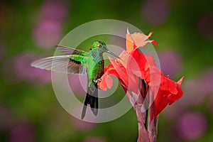 Hummingbird Green-crowned Brilliant , Heliodoxa jacula, flying next to beautiful orange red flower with ping boom in the backgroun