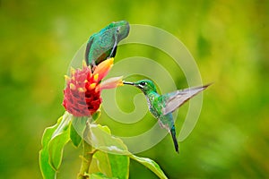 Hummingbird Green-crowned Brilliant , Heliodoxa jacula, flying next to beautiful red orange bloom with green flowers in the backgr