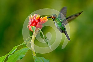 Hummingbird Green-crowned Brilliant, Heliodoxa jacula, green bird from Costa Rica flying next to beautiful red flower with clear b