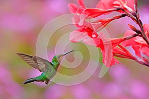 Hummingbird Green-crowned Brilliant, Heliodoxa jacula, green bird from Costa Rica flying next to beautiful red flower with pink bl