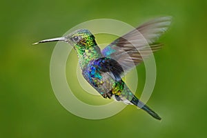 Hummingbird Green-crowned Woodnymph, Thalurania fannyi, beautiful action fly scene with open wings, clear green background