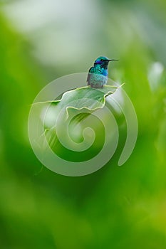 Hummingbird in green habitat. Hummingbird Green Violet-ear, Colibri thalassinus, with green flowers in natural habitat. Bird from photo